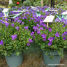 Campanula Ambella 'Intense Purple Ton sur Ton'