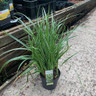 Carex morrowii 'Ice Dance' (Grass)