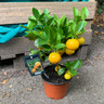 Citrus Calamondin mini stem (p16)