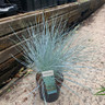 Festuca glauca 'Azura Blue' (Grass)