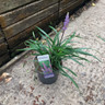 Liriope Muscari 'Ingwersen'