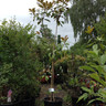 Magnolia grandiflora 'Ferruginea' - 8-10ft