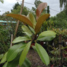 Magnolia grandiflora 'Ferruginea' - 8-10ft