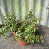 Thyme Broad-leaf (14.5cm)