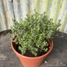 Thyme common (14.5cm)