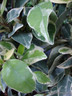 Trachelospermum jas Variegatum - 3ltr pot