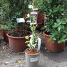 Trachelospermum jas Variegatum - 3ltr pot