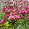 Astrantia 'Milano' - 3ltr pot