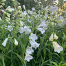 Penstemon 'Wedding Day' - 3ltr pot