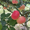Apple 'Discovery ' 2yr tree on MM106 rootstock