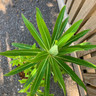 Euphorbia mellifera