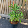 Euphorbia mellifera