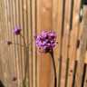 Verbena bonariensis - 3ltr pot