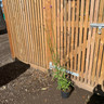 Verbena bonariensis - 3ltr pot