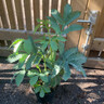 Melianthus major - 5ltr pot