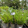 Libertia grandiflora