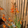 Crocosmia crosmiaflora - 2ltr pot