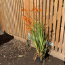 Crocosmia crosmiaflora - 2ltr pot