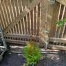 Sanguisorba officinalis 'Pink Tanna' - 2ltr pot