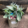 Sedum 'Marina' - 2ltr pot