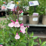 Salvia greggii 'Joy' - 2ltr pot