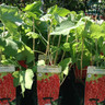 Redcurrant 'Rovada' (Potted)