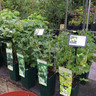 Gooseberry 'Hinnonmaki Green' (potted)