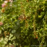 Gojiberry (Lycium barbarum) 3ltr