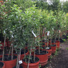 'Spartan' 2-3yr Apple Tree Cordon (MM106 rootstock) POTTED