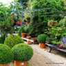 Fargesia rufa (Fountain Bamboo) 60-80cm (5ltr)