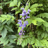 Wisteria sinensis