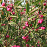 Euonymus europaeus (Spindle) 40-60cm 4ltr.