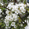 Pyrus communis (Common Pear) 40-60cm 5.5ltr.