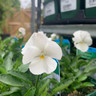 Viola 'Mrs Lancaster' - 9cm pot