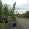 Liriodendron tulipifera 'Fastigiatum' - Feathered