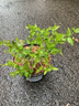 Abelia 'Raspberry Profusion' - 3ltr