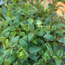 Abelia grandiflora 'Sparkling Silver' - 5ltr