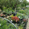 Berberis julianae (Wintergreen barberry) - 3ltr pot