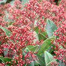 Skimmia japonica 'Extase' - 18.5ltr pot