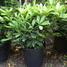 Skimmia japonica 'Extase' - 18.5ltr pot