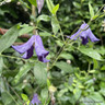 Clematis x diversifolia 'Hendersonii'