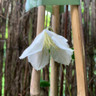 Clematis cirrhosa 'Jingle Bells'