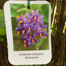 Solanum crispum 'Glasnevin