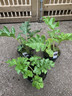 Acanthus Mollis - 3lt