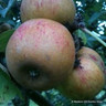 Apple 'Ashmead's Kernel' 1yr feathered maiden tree on MM106 rootstock