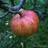 Apple 'Charles Ross' 1yr feathered maiden tree on MM106 rootstock