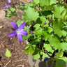 Campanula poscharskyana 'Stella' 2ltr pot