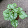 Brunnera 'Jack Frost' - 3ltr pot