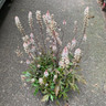 Tiarella 'Pink Skyrocket' - 3ltr pot