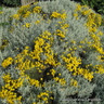 Santolina Chamaecyparissus 2L